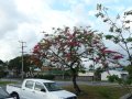 Jakaranda-Baum vor unserem Hotel