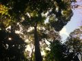 Im Regenwald bei Kuranda