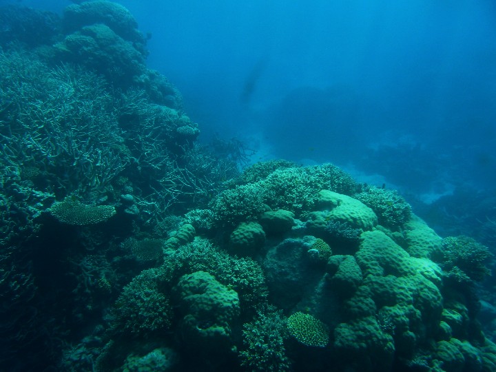 Am Great Barrier Reef